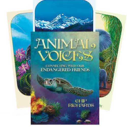 Animal Voices Oracle Cards Blue Angel